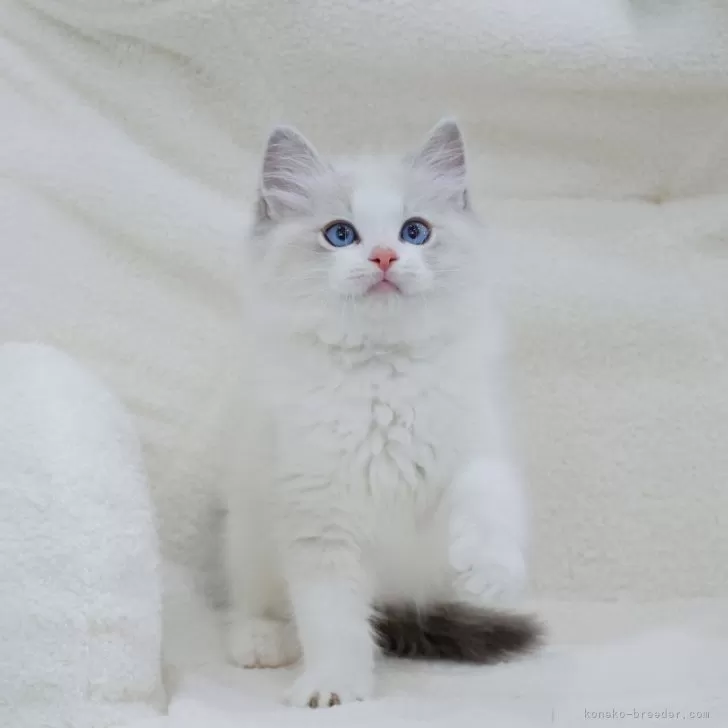 ID：2402-01120の子猫