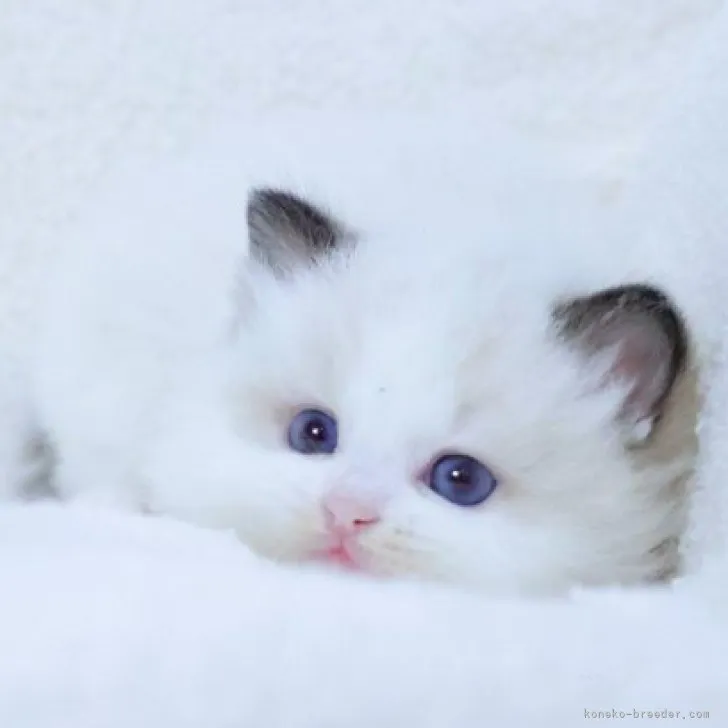 ID:2312-00666の子猫