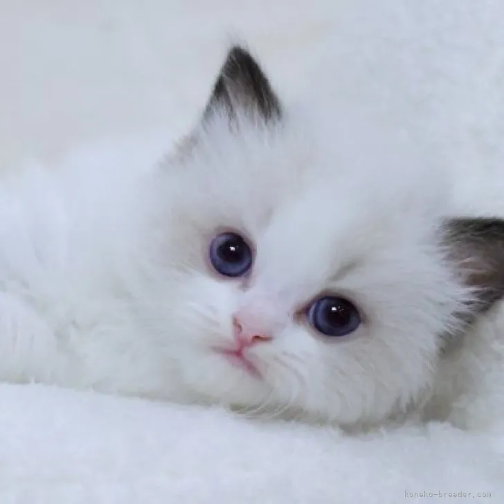 ID:2312-00646の子猫