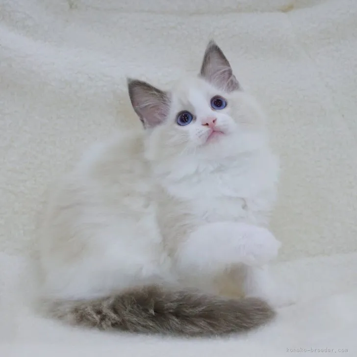 ID:2308-00292の子猫