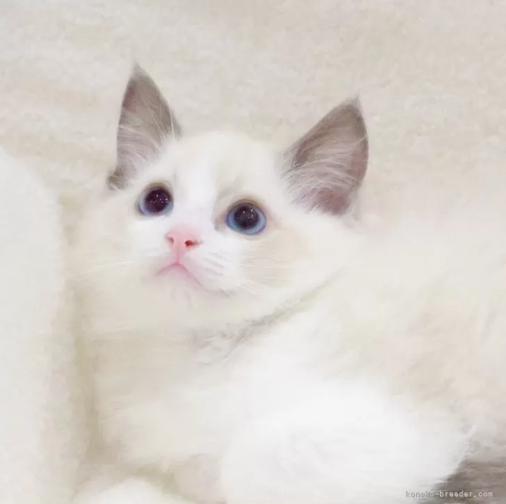 ID：2404-02483の子猫