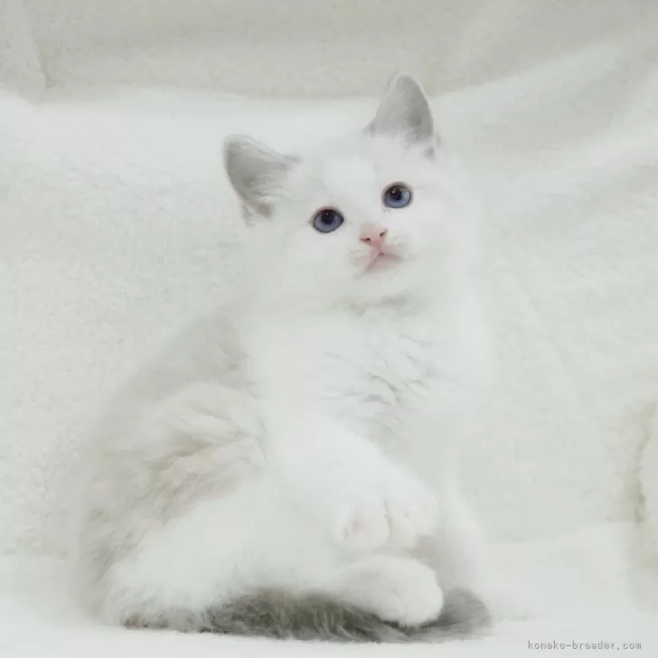 nm 様のお迎えした子猫