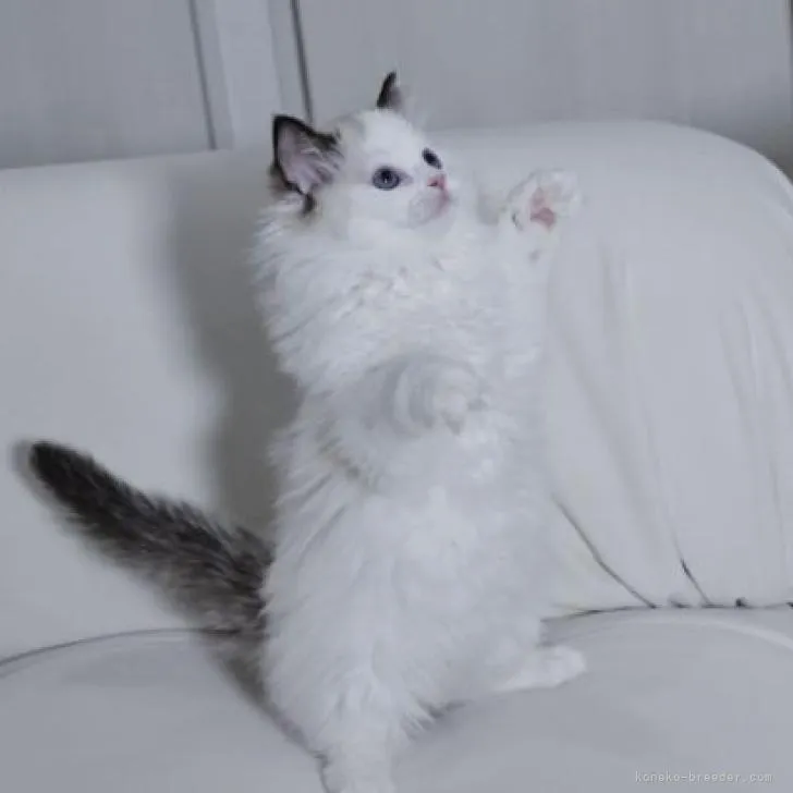 ID:2212-02013の子猫