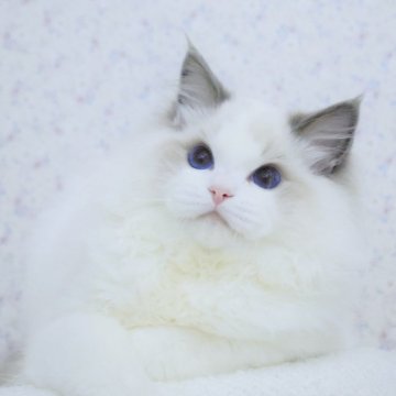 ラグドール【東京都・男の子・2024年4月26日・ブルーポイントバイカラー】の写真「超可愛いい顔💘抱っこ大好き💖」