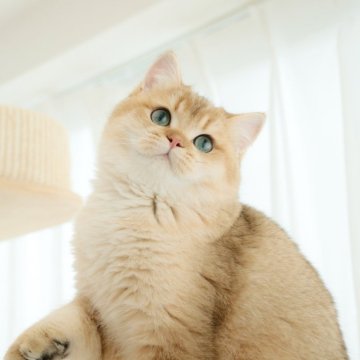 ブリティッシュショートヘア【東京都・男の子・2024年1月27日・ゴールデン】の写真「🧸活発な性格で、まん丸お顔😜」
