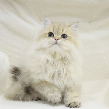 ブリティッシュショートヘア【東京都・男の子・2024年6月2日・ゴールデン(ロング)】の写真「大人しい子🦁🦁🦁遊び大好き💕」