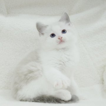 ラグドール【東京都・男の子・2024年3月22日・ブルーポイントバイト】の写真「超優しい子です🥳🦦」