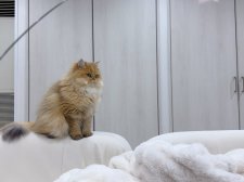 ブリティッシュロングヘア【・女の子・2021年5月2日・ゴールデン】