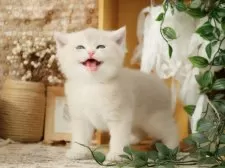 ブリティッシュショートヘア【東京都・男の子・2025年8月4日・ブルーゴールデン】の写真10