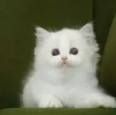 ラグドール【東京都・女の子・2025年2月27日・ブルーリンクスポイントバイカラー】の写真10