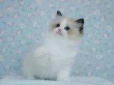 ラグドール【東京都・女の子・2025年5月23日・シールポイントバイカラー】の写真12