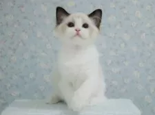 ラグドール【東京都・女の子・2025年4月19日・シールポイントバイカラー】の写真12