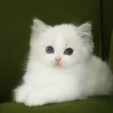 ラグドール【東京都・女の子・2025年2月27日・ブルーリンクスポイントバイカラー】の写真13