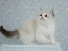 ラグドール【東京都・男の子・2025年5月23日・シールリンクスポイントバイカラー】の写真13