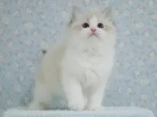 ラグドール【東京都・男の子・2025年5月23日・シールリンクスポイントバイカラー】の写真14