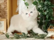 ブリティッシュショートヘア【東京都・男の子・2025年8月4日・ブルーゴールデン】の写真14