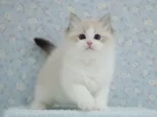 ラグドール【東京都・男の子・2025年5月23日・シールリンクスポイントバイカラー】の写真15