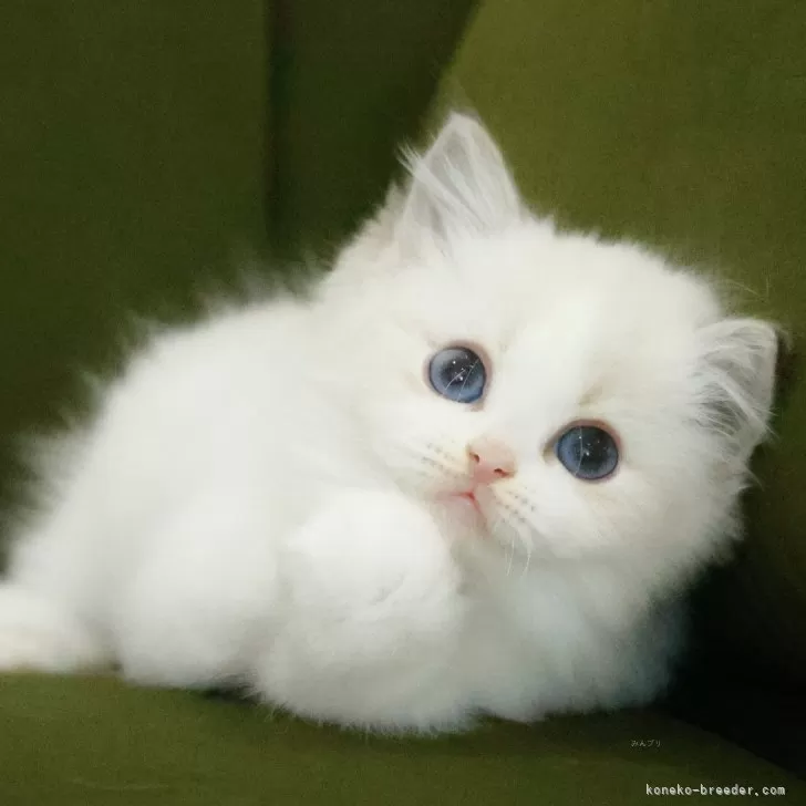 ID:2505-01884の子猫