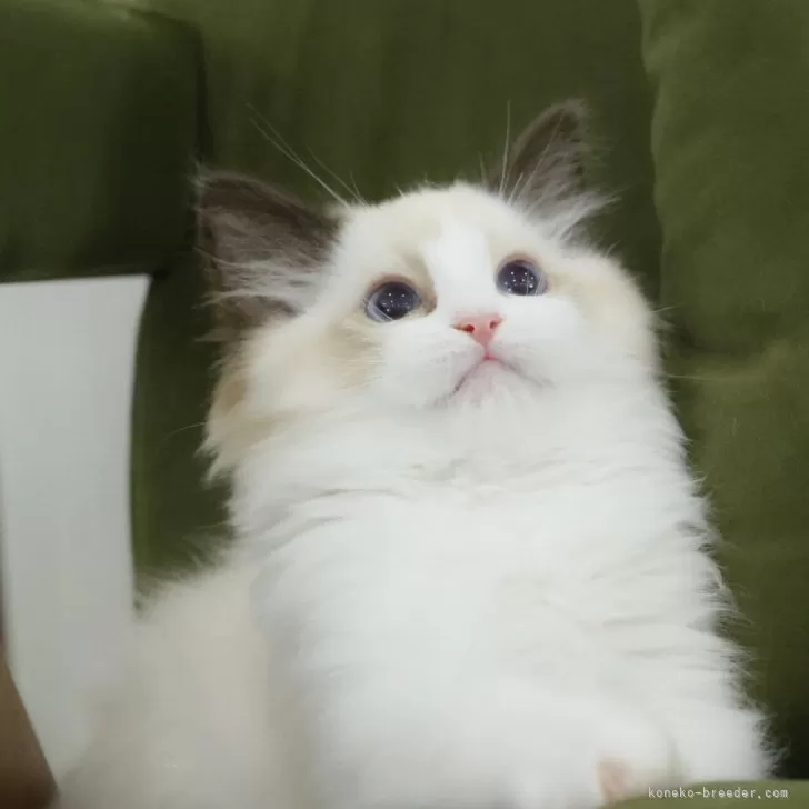 H.U 様のお迎えした子猫