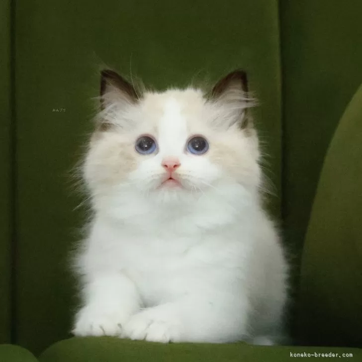 ひるね 様のお迎えした子猫