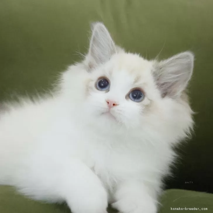 ID：2503-03001の子猫