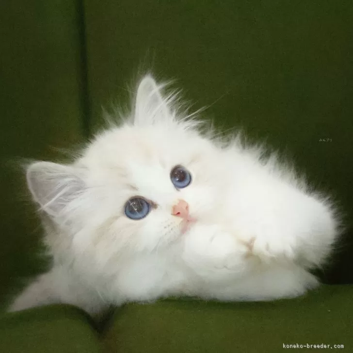 ID：2505-01882の子猫