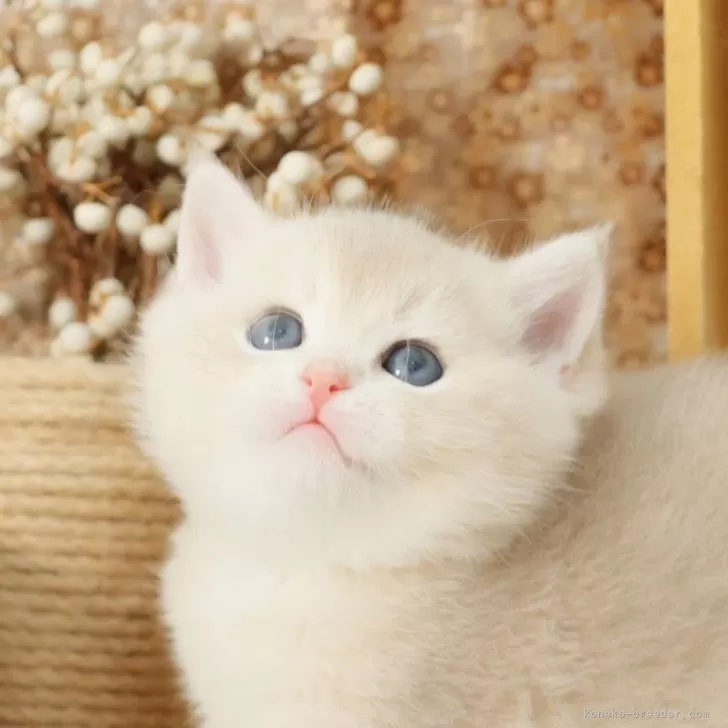 ブリティッシュショートヘア【東京都・男の子・2025年8月4日・ブルーゴールデン】の写真1