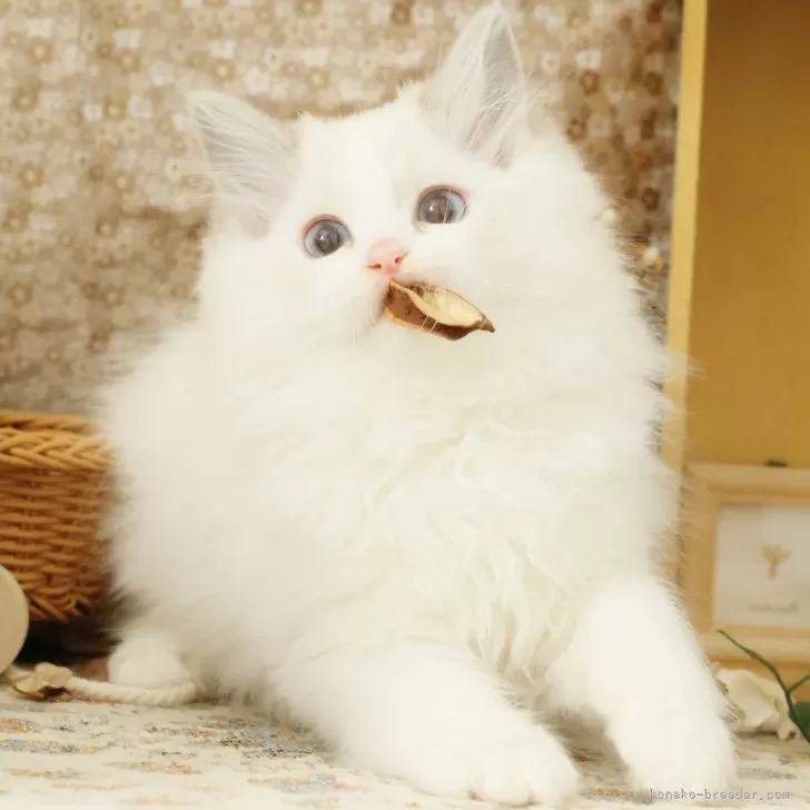 S.U 様のお迎えした子猫