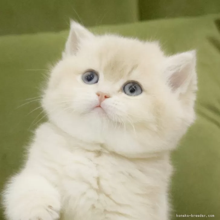 ID：2503-01815の子猫