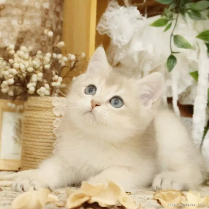 ID：2506-03198の子猫