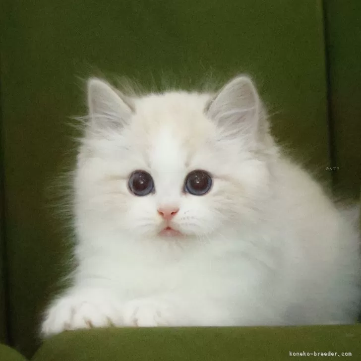 ID：2505-01883の子猫