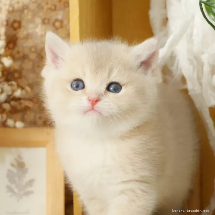 ブリティッシュショートヘア【東京都・女の子・2025年8月4日・ブルーゴールデン】の写真1