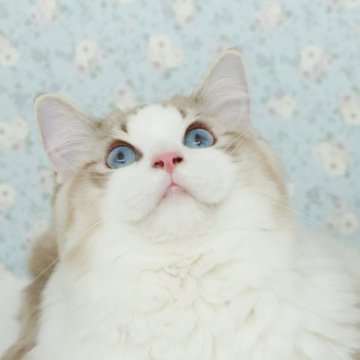 ラグドール【東京都・男の子・2024年12月8日・シールリンクスポイントバイカラー】の写真「超大人しい男の子🐾去勢手術済み」