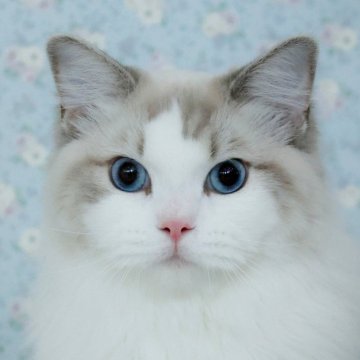 ラグドール【東京都・男の子・2024年12月14日・ブルーリンクスポイントバイカラー】の写真「可愛い顔💓 去勢手術済み」