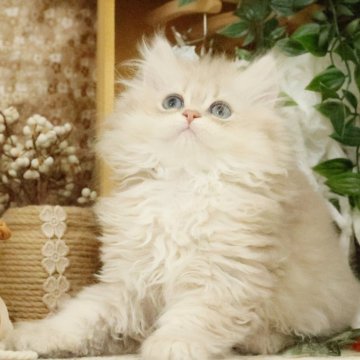ブリティッシュショートヘア【東京都・女の子・2025年4月16日・ブルーゴールデン(ロング)】の写真「ふわふわ可愛すぎる女の子🥳」