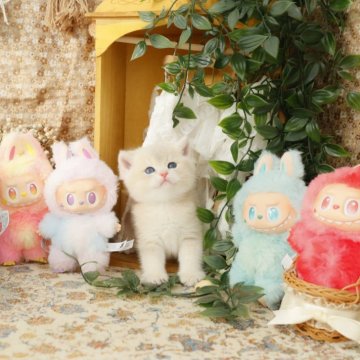 ブリティッシュショートヘア【東京都・男の子・2025年8月4日・ブルーゴールデン】の写真「まん丸可愛い顔🐻🐻」