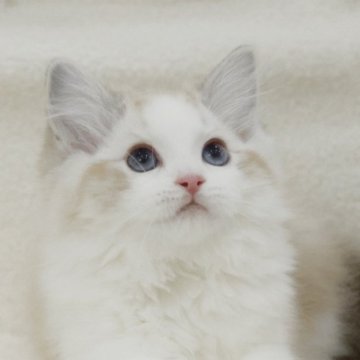 ラグドール【東京都・女の子・2024年12月10日・シールリンクスポイントバイカラー】の写真「🐥父はダブル世界チャンピオン」
