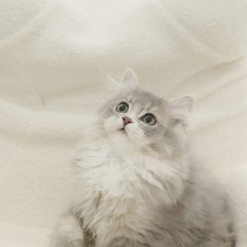 ミックス【東京都・男の子・2024年11月15日・ブルーゴールデンバイカラー】の写真「めっちゃ可愛いの子🐾」
