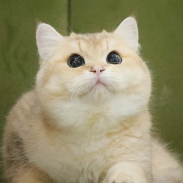 ブリティッシュショートヘア【東京都・男の子・2025年4月13日・ゴールデン】の写真「まる顔🎃」