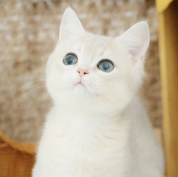 ブリティッシュショートヘア【東京都・女の子・2025年5月31日・ブルーゴールデン】の写真「人間大好き❤毎日抱っこ欲しい、ずっとゴロゴロゴロゴ」