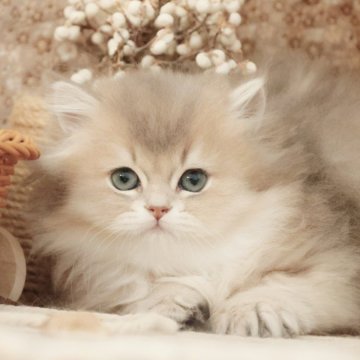 ブリティッシュショートヘア【東京都・女の子・2025年9月26日・ブルーゴールデン(ロングヘアー)】の写真「高級な毛色、綺麗目色、ふわふわ可愛いい女の子💕」