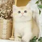 ブリティッシュショートヘア