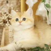 ブリティッシュショートヘア