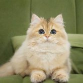 ブリティッシュショートヘア