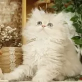 ブリティッシュショートヘア