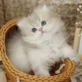 ブリティッシュショートヘア