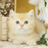 ブリティッシュショートヘア