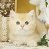 ブリティッシュショートヘア
