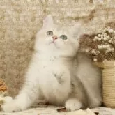ブリティッシュショートヘア