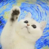 ブリティッシュショートヘア